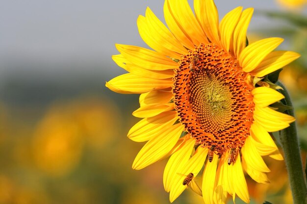 Los girasoles florecen muy hermosamente.