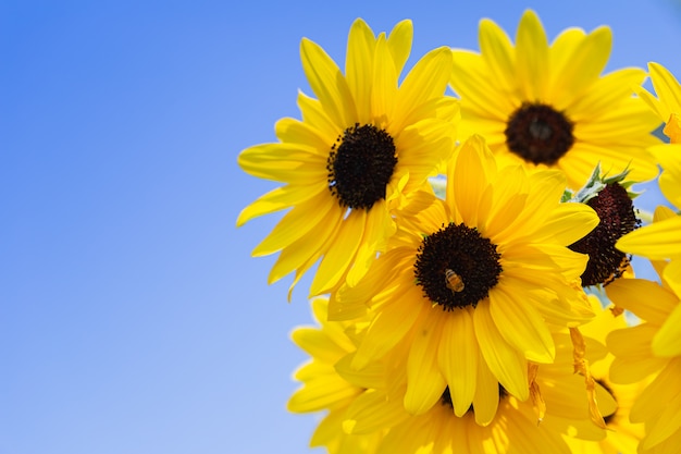 Girasoles florecidos contra el cielo azul