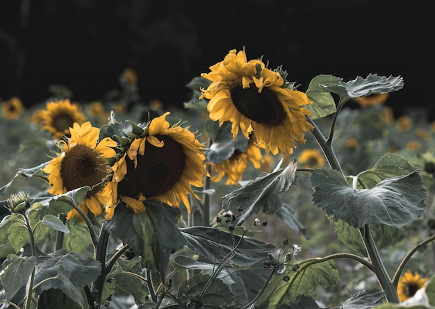 Girasoles floreciendo en el jardín en un día soleado