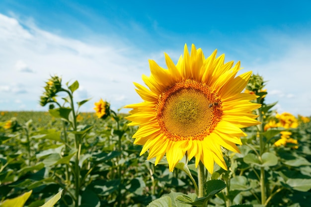 Girasoles florecientes y abejas melíferas polinizándolos