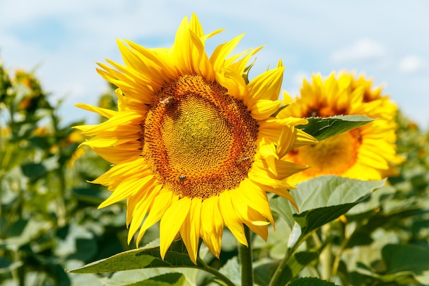 Girasoles florecientes y abejas melíferas polinizándolos