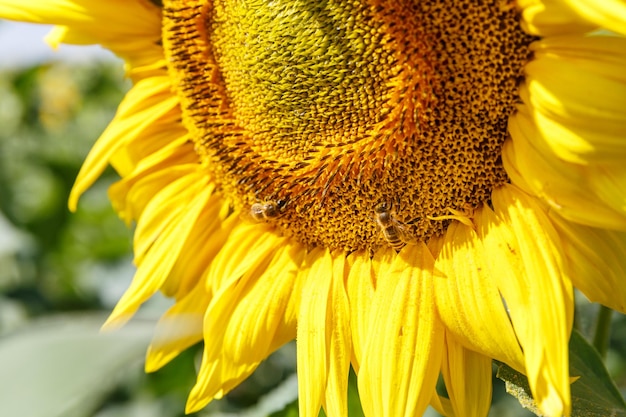 Girasoles florecientes y abejas melíferas polinizándolos