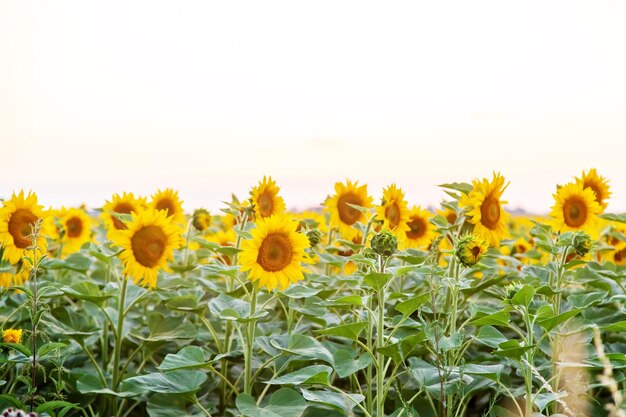 Girasoles florecientes en el campo. Enfoque selectivo. copie el espacio.