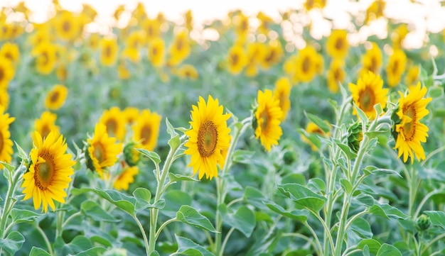 Girasoles florecientes en el campo Espacio de copia de enfoque selectivo