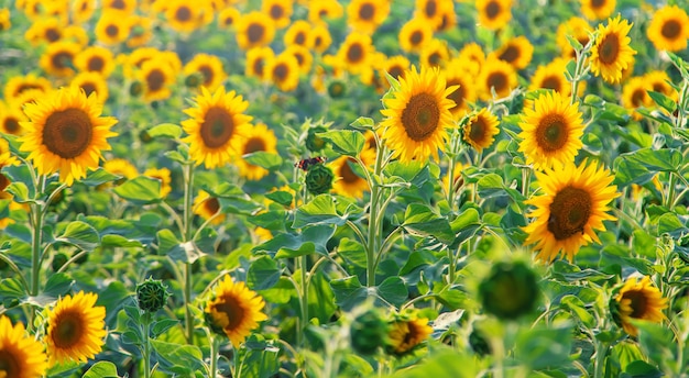 Girasoles florecientes en el campo