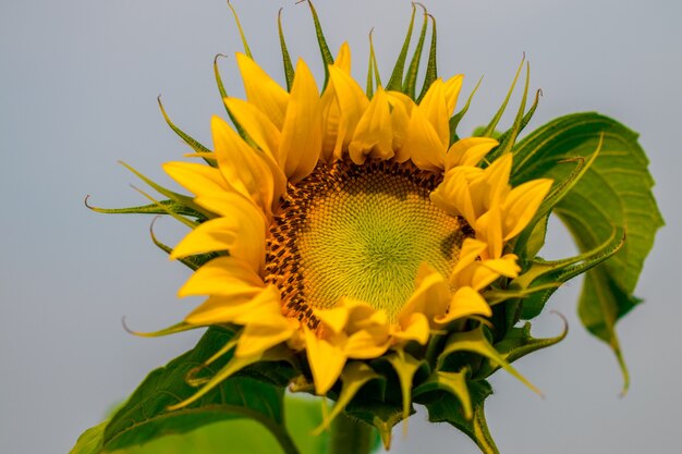 Girasoles florecientes en un cielo azul de fondo.