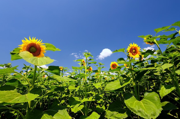 Girasoles florecientes contra el fondo de un campo y un cielo azul con nubes