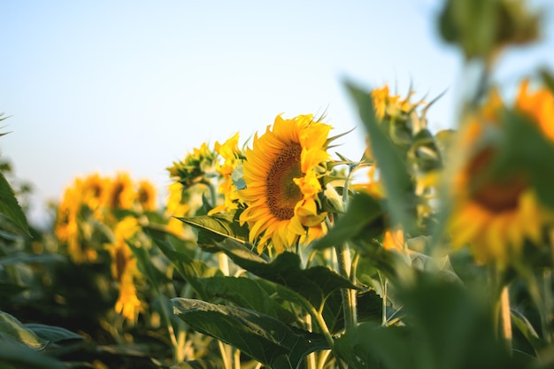 Girasoles florecientes Gran campo agrícola de girasoles al atardecer