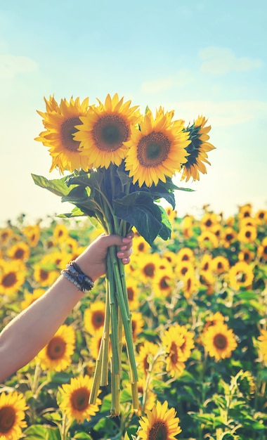 Girasoles florecientes en la mano de una mujer