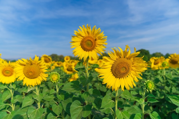 Girasoles florecientes en natural