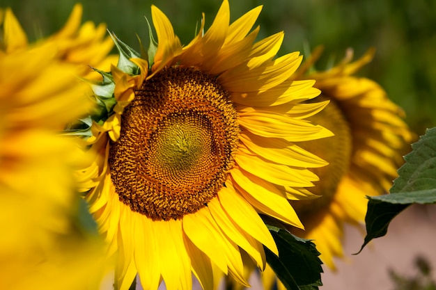 Girasoles de flores amarillas en las actividades agrícolas de verano para el cultivo de cultivos de girasol