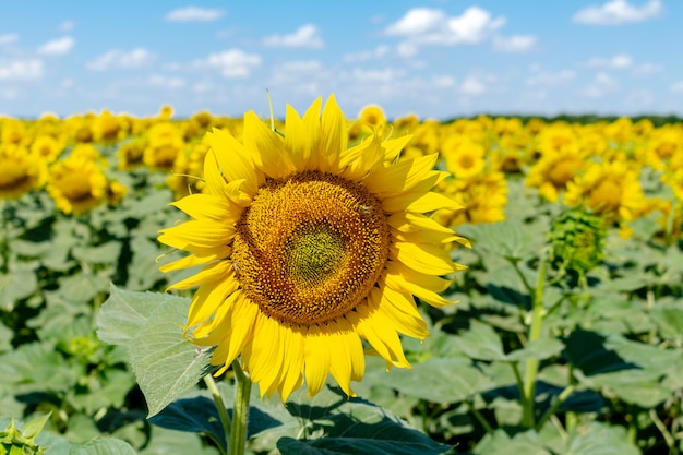 Girasoles en el fondo de cielo azul. concepto de economía rural agrícola