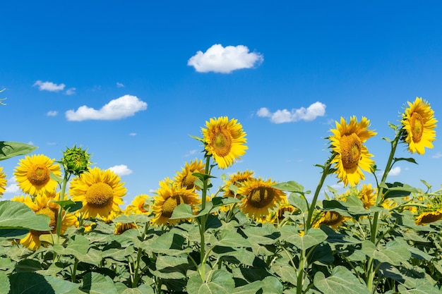 Girasoles en el fondo del cielo azul