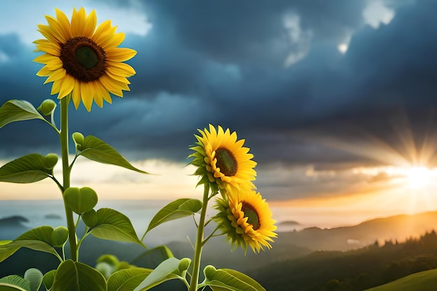 Girasoles frente a un cielo nublado