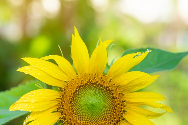 Girasoles hermosos con luz del sol en el jardín del tha.