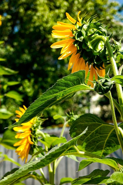 Girasoles en el jardín a la luz del sol