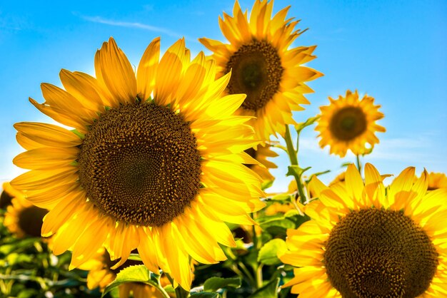 Girasoles jóvenes brillantes de cerca y cielo azul