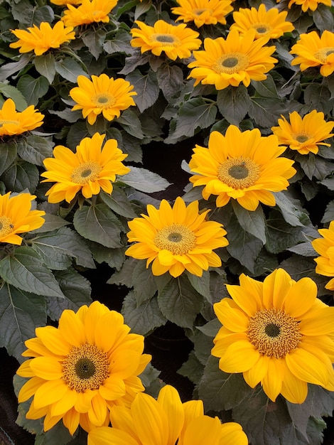 Girasoles jóvenes y hojas que componen un fondo con patrón naranja y verde oscuro.