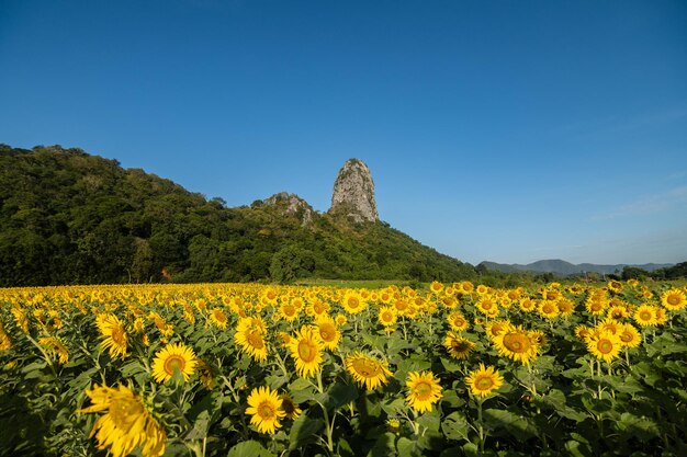 Girasoles en khao chin lae a la luz del sol con cielo de invierno y nubes blancas Agricultura campo de girasoles