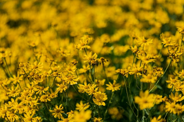 Girasoles lanosos en el campo