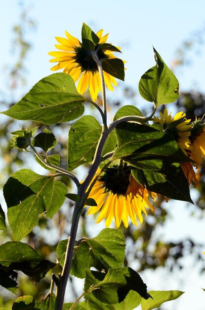 Los girasoles en la luz de la mañana