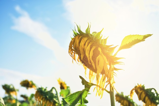 Los girasoles se marchitan en un jardín con un telón de fondo de cielo y luz solar