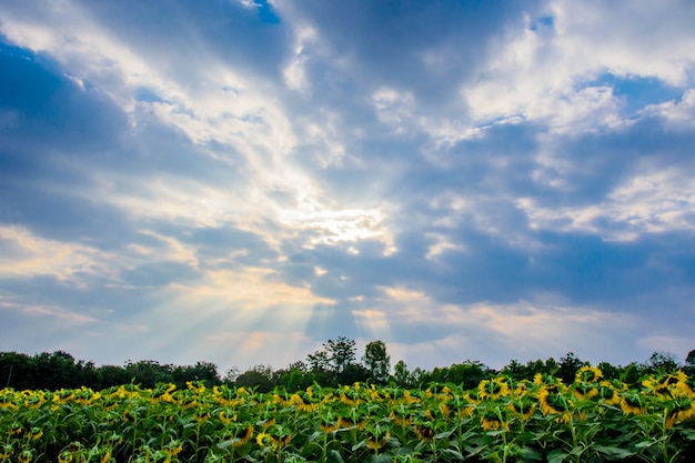 Los girasoles se marchitaron.