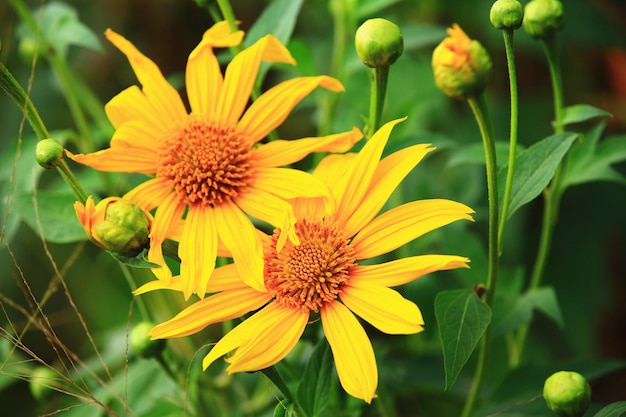 Girasoles mexicanos florecientesTithonia floresprimer plano de flores amarillas que florecen en el jardín