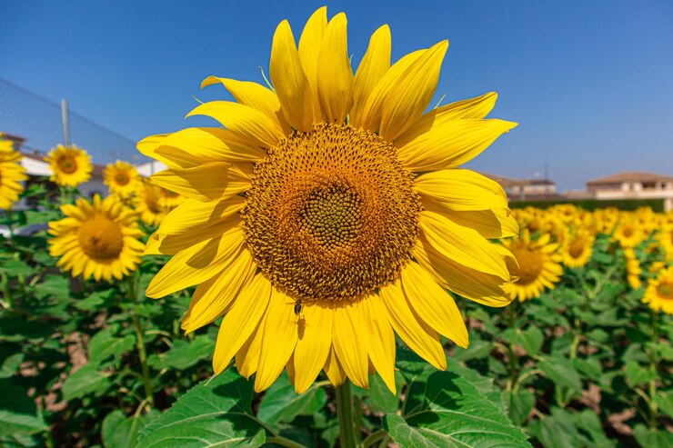 Foto girasoles na primavera