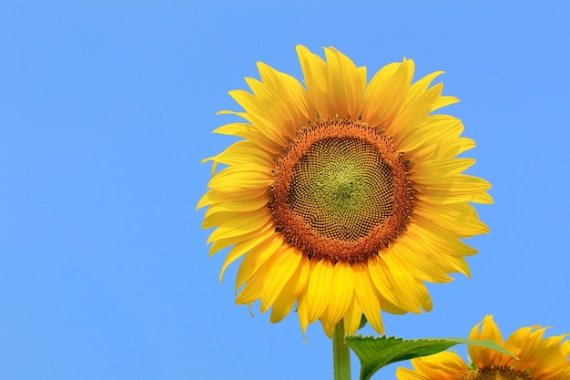 Girasoles en planta