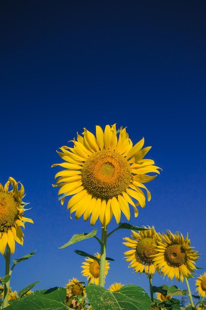 Los girasoles populares se plantan como plantas ornamentales, los girasoles se plantan juntos densamente en un campo de girasoles.