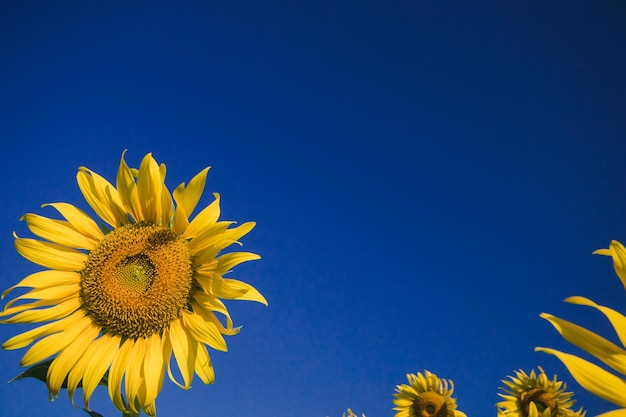 Los girasoles populares se plantan como plantas ornamentales, los girasoles se plantan juntos densamente en un campo de girasoles.