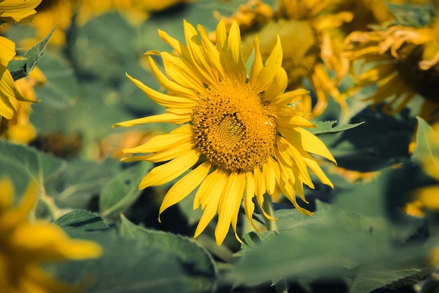 Los girasoles populares se plantan como plantas ornamentales, los girasoles se plantan juntos densamente en un campo de girasoles.