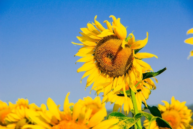 Los girasoles populares se plantan como plantas ornamentales, los girasoles se plantan juntos densamente en un campo de girasoles.