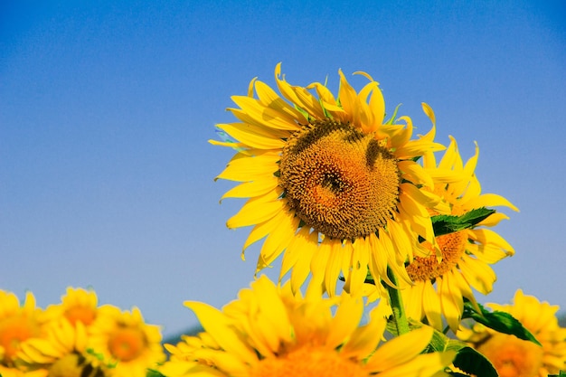 Los girasoles populares se plantan como plantas ornamentales, los girasoles se plantan juntos densamente en un campo de girasoles.