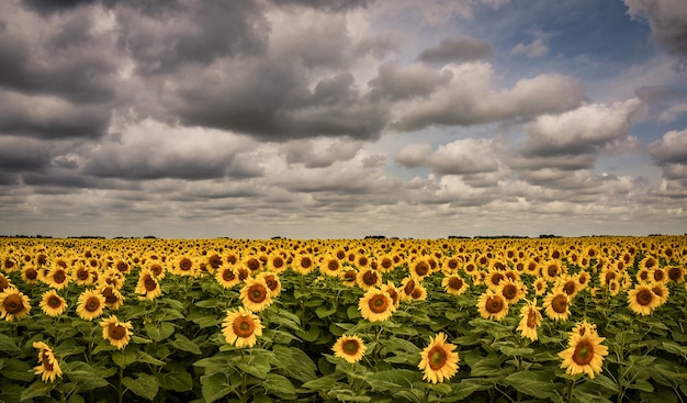 Girasoles en la provincia de Buenos Aires