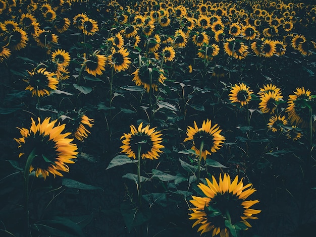 Los girasoles que crecen en la granja