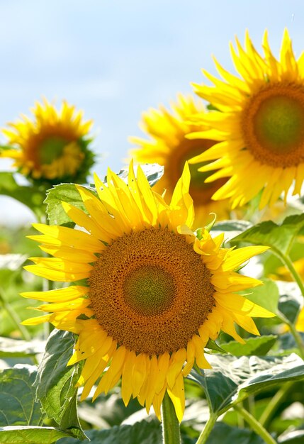 Girasoles que crecen en un jardín o campo contra un fondo de cielo azul en verano Agricultura agricultura de plantas de semillas oleaginosas utilizadas para producir aceite de cocina Flora brillante floreciendo en un prado en un día soleado