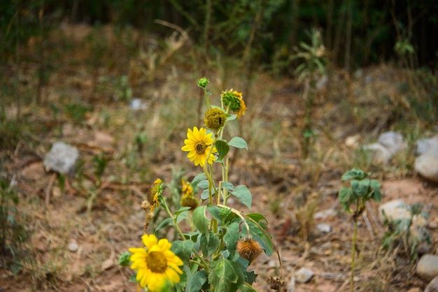 Girasoles que florecen en un jardín