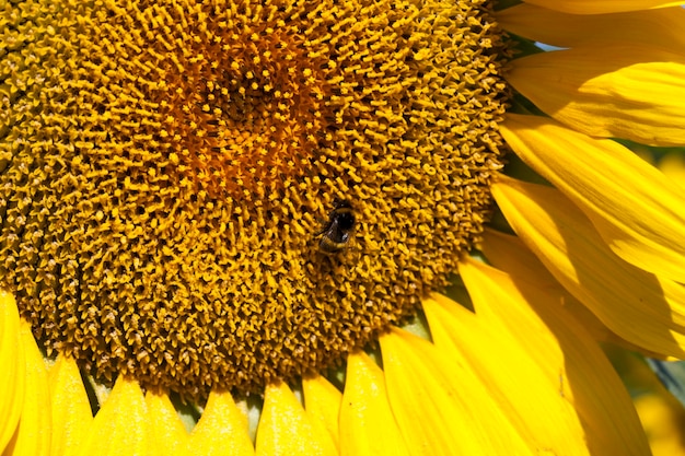 Girasoles que florecen en el verano, un campo agrícola donde florecen hermosos girasoles amarillos