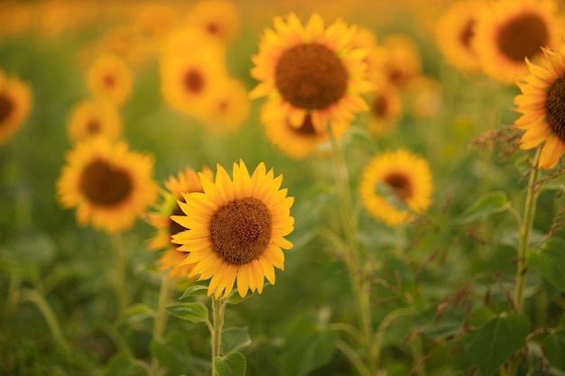 Girasoles en los rayos del sol poniente en verano