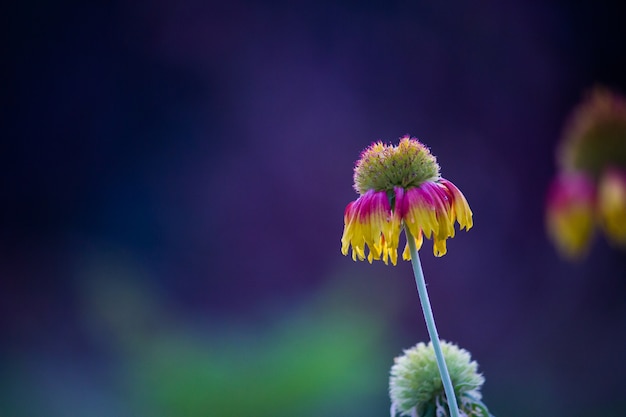 Girasoles rojos,