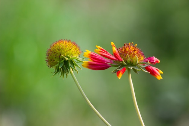 Girasoles rojos