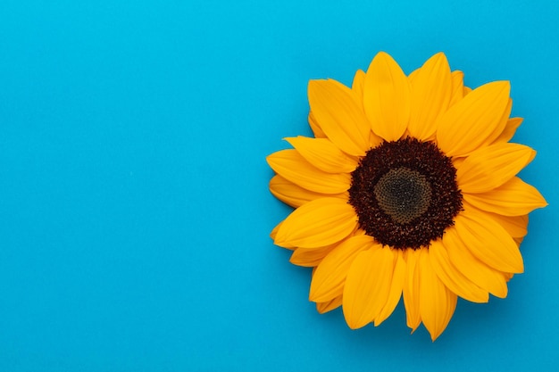 Girasoles sobre fondo azul con espacio de copia Primer plano floral Composición plana de arriba hacia abajo con hermosos girasoles