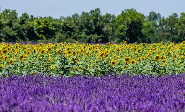 Girasoles sobre un fondo de campo de lavanda