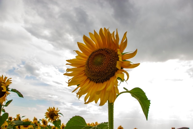 Girasoles sobre un fondo de cielo nublado