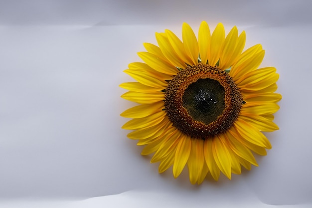 Los girasoles sobre papel blanco combinan belleza con un ambiente alegre de fondo