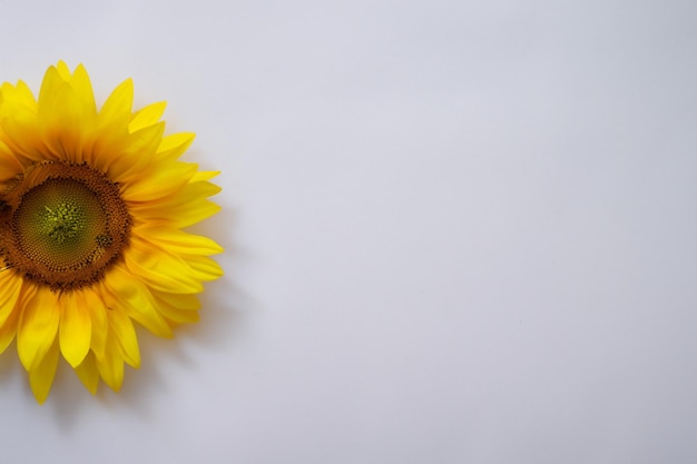 Los girasoles sobre papel blanco combinan belleza con un ambiente alegre de fondo