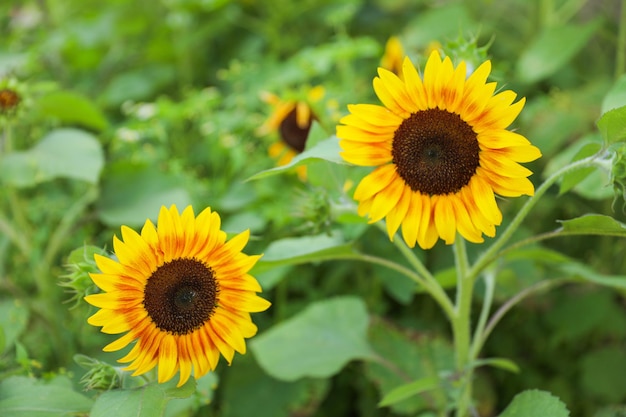 Los girasoles son un símbolo del cambio climático.