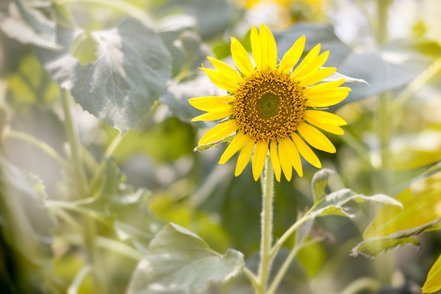 Girasoles subiendo al cielo azul.